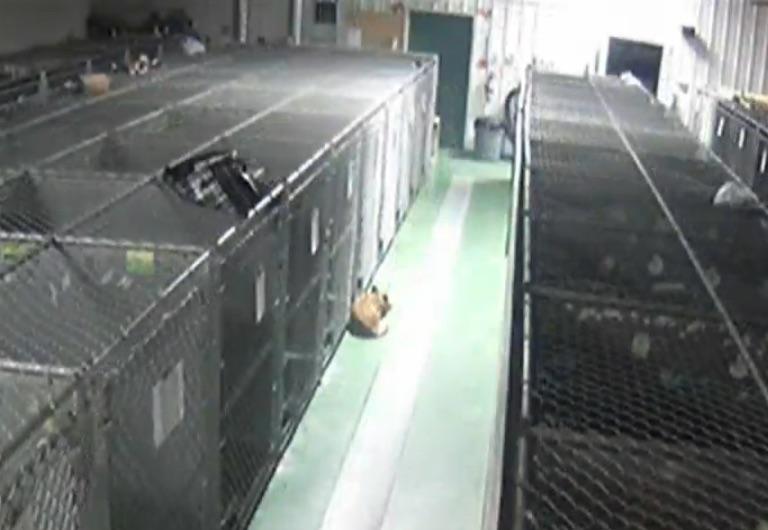 Momma Dog Breaks Out of Kennel to Comfort Scared Puppies Lead Stories